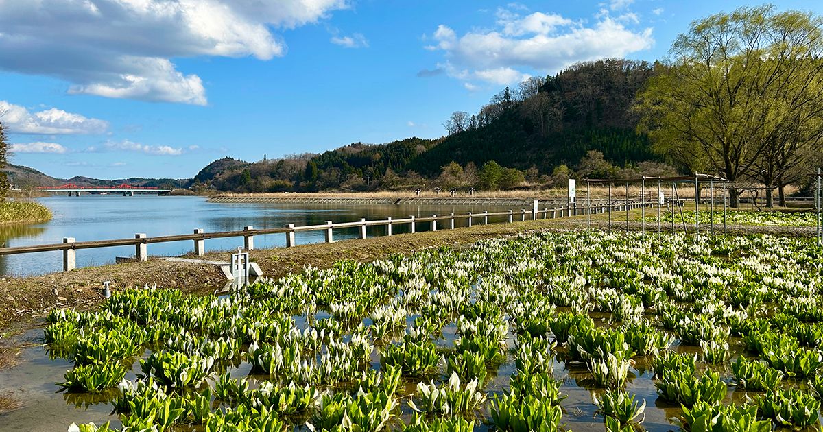 ミズバショウ公園
