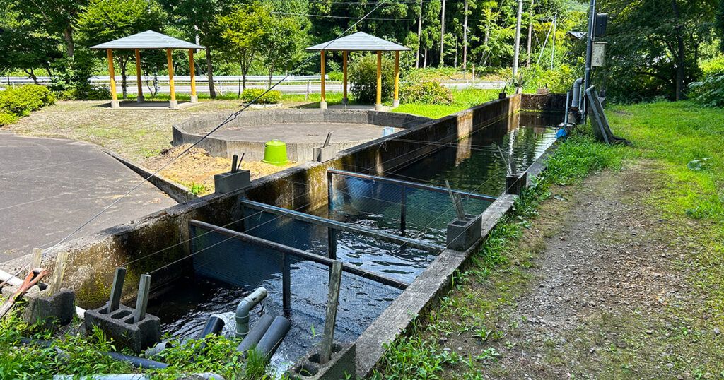 野口商店のいわな生簀