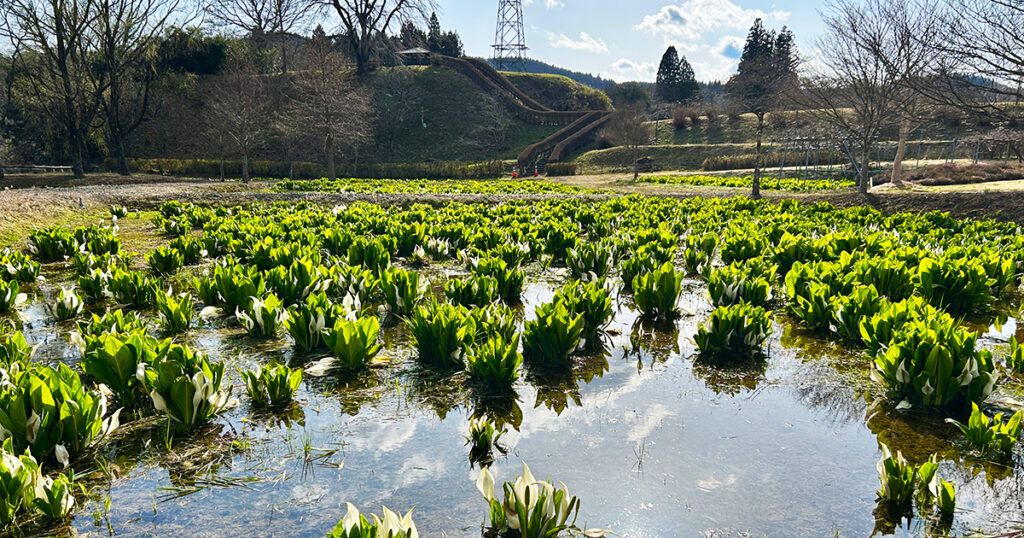 ミズバショウ公園の水芭蕉