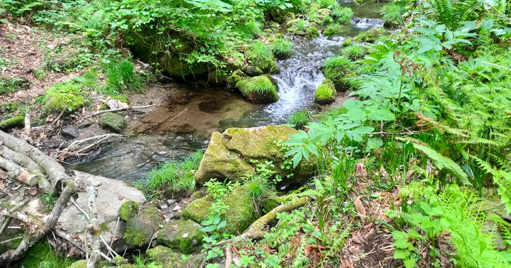 削沢の滝の登山道