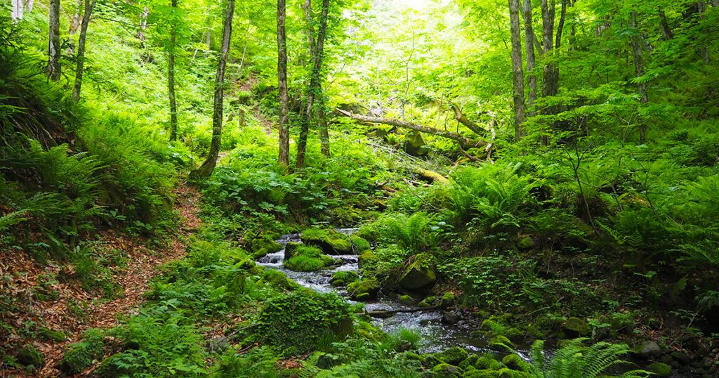 白糸の滝の登山道