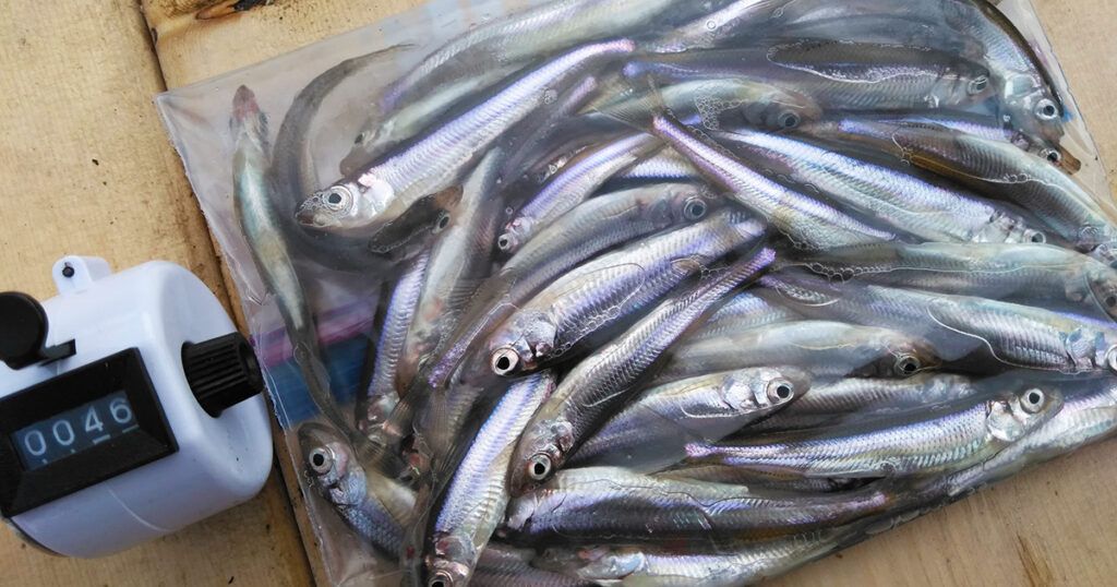 ワカサギ釣りのわかさぎ