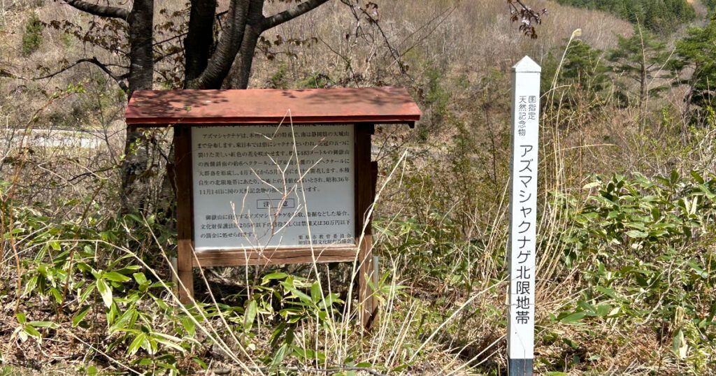 アズマシャクナゲ北限地帯