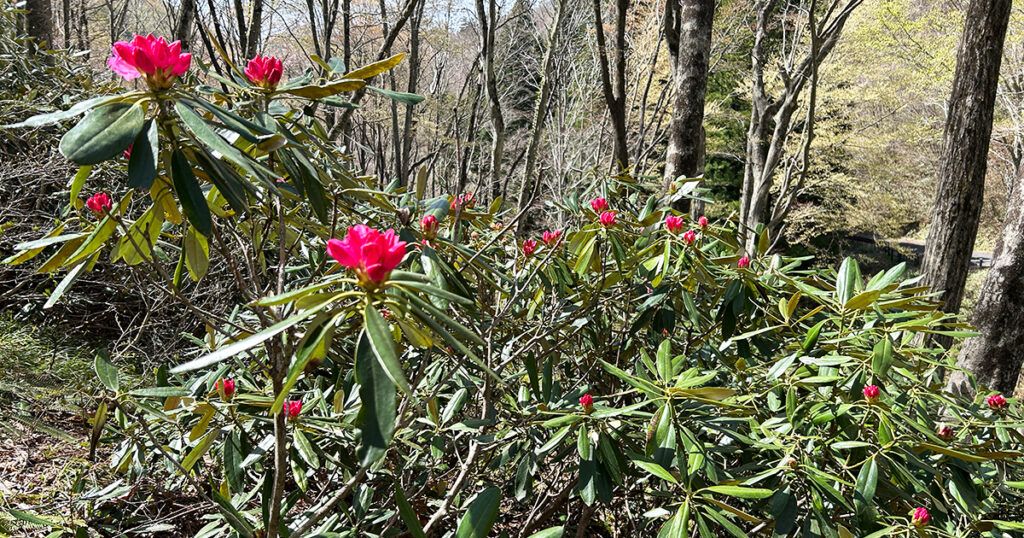 アズマシャクナゲの花